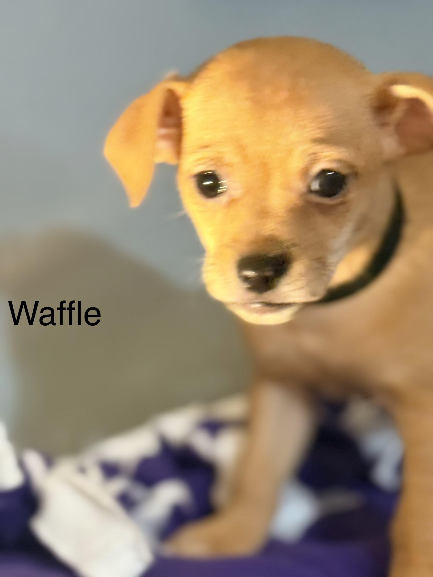 waffle, ADOPTABLE, Puppy Male Chihuahua.
