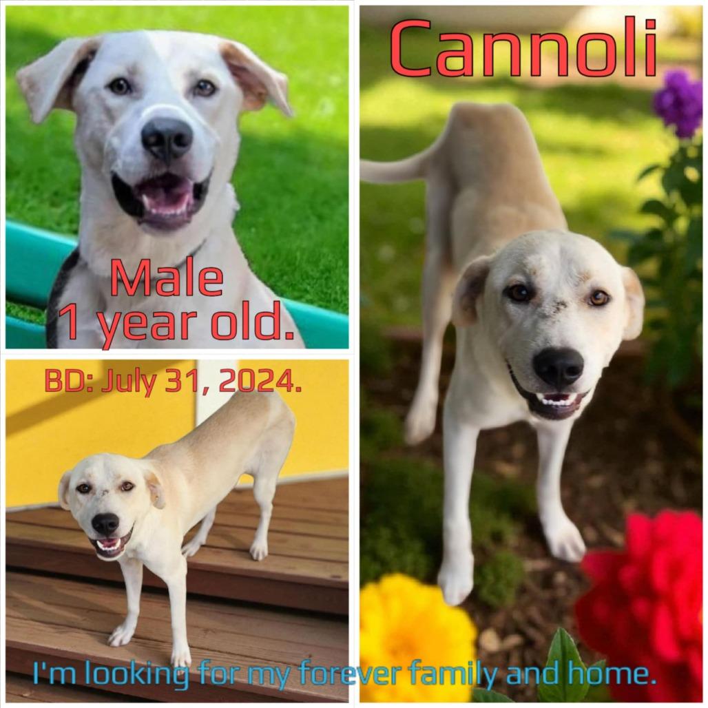 Cannoli — thumbnail 2