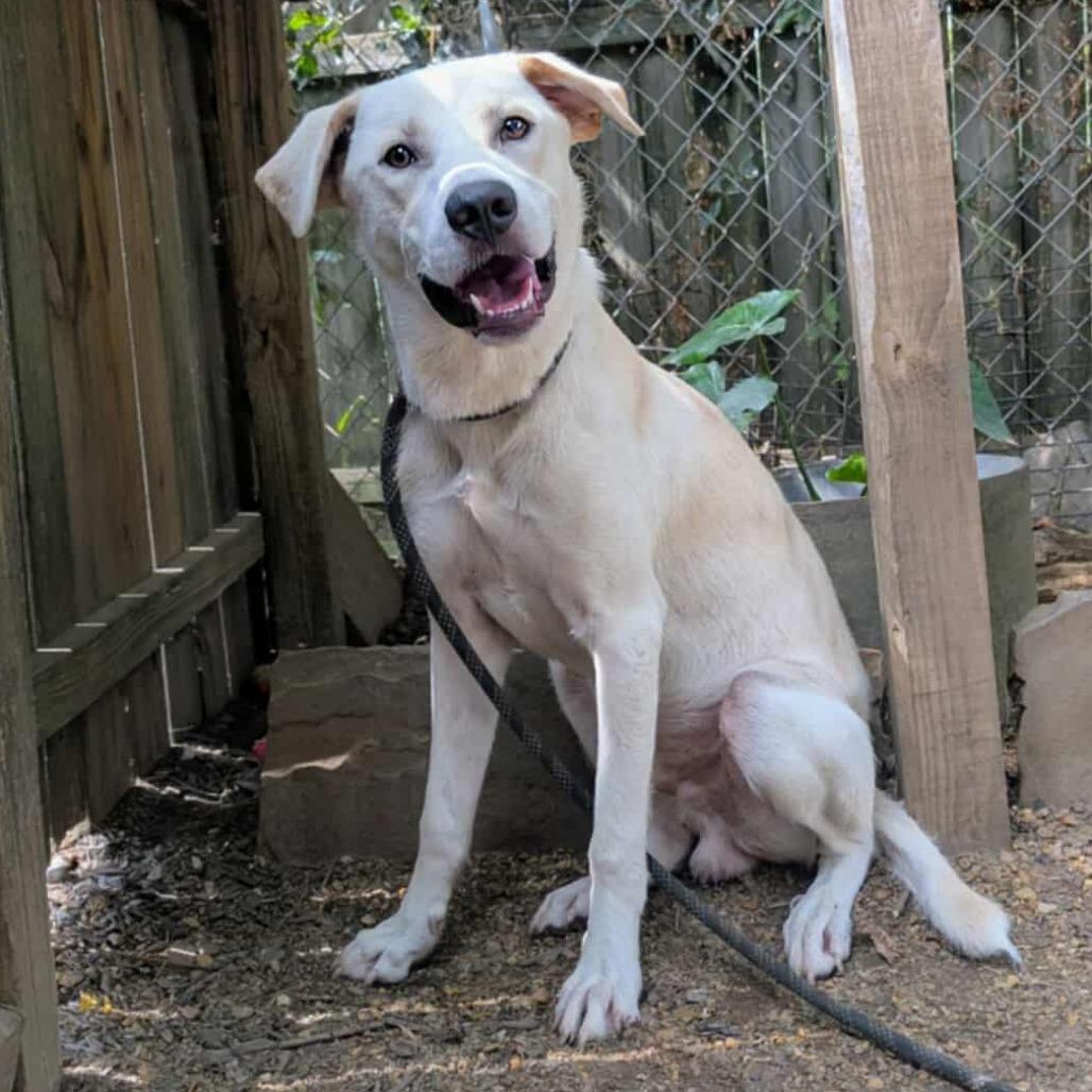 Cannoli — thumbnail 3