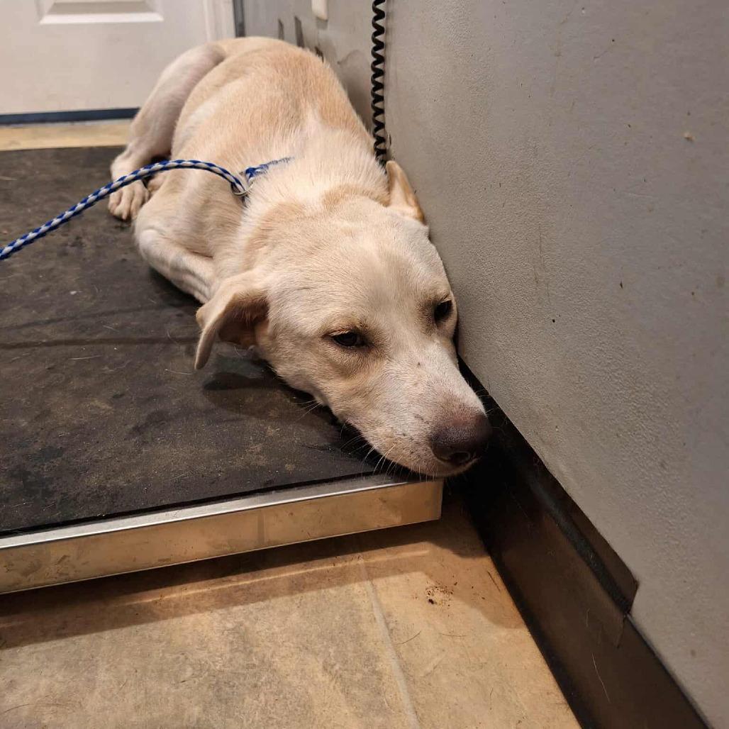 Cannoli — thumbnail 4