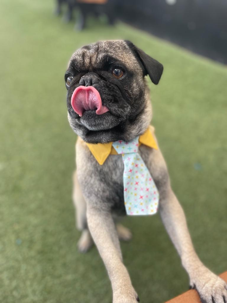 Enlarge Candy Cane, a Adoptable Pug in Gardena, CA image 1/6