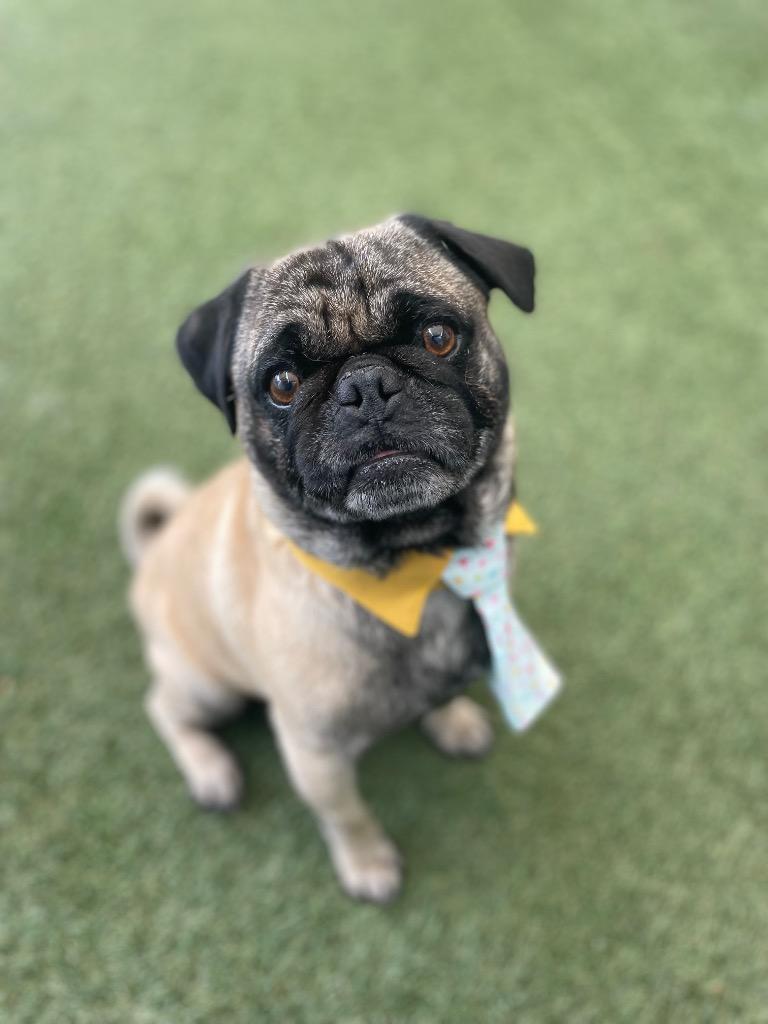 Enlarge Candy Cane, a Adoptable Pug in Gardena, CA image 2/6
