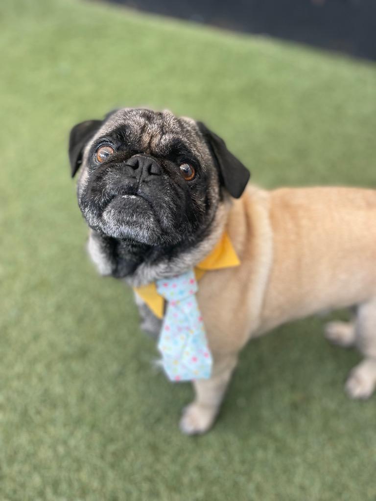 Candy Cane, Adoptable, Adult Male Pug.