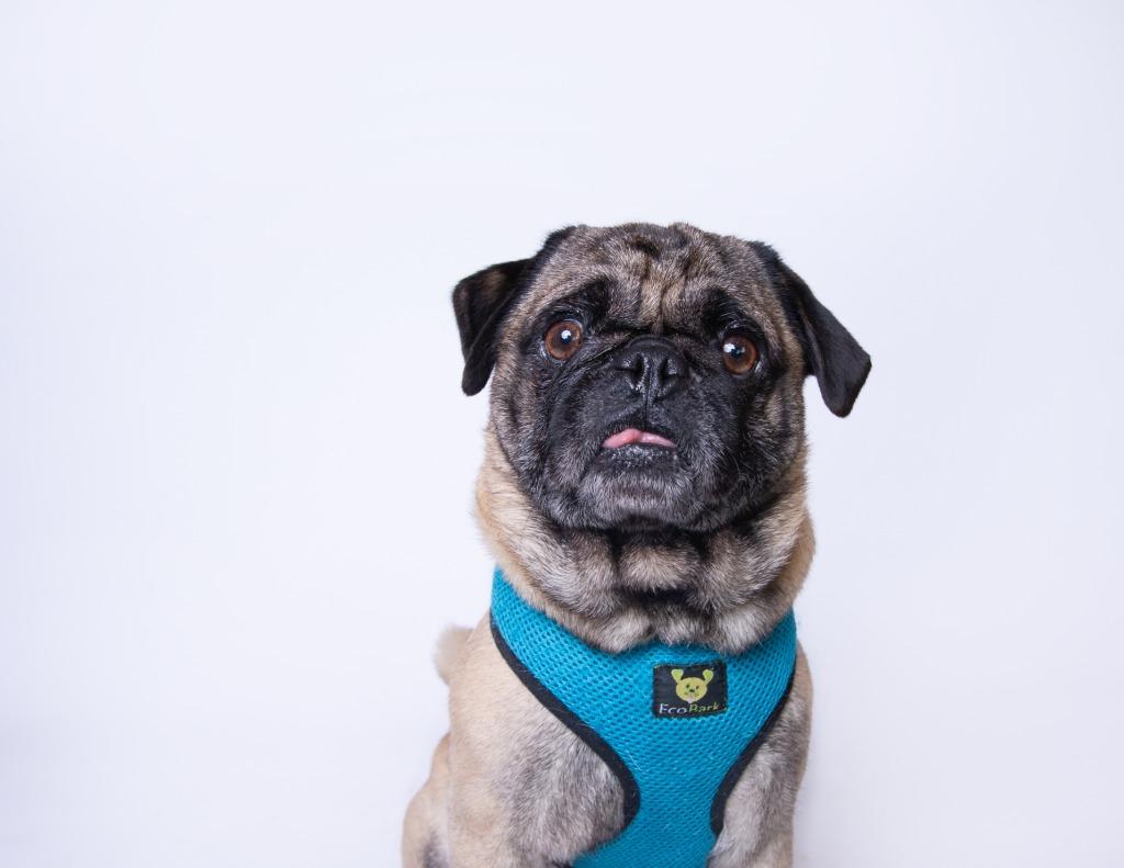 Enlarge Candy Cane, a Adoptable Pug in Gardena, CA image 3/6