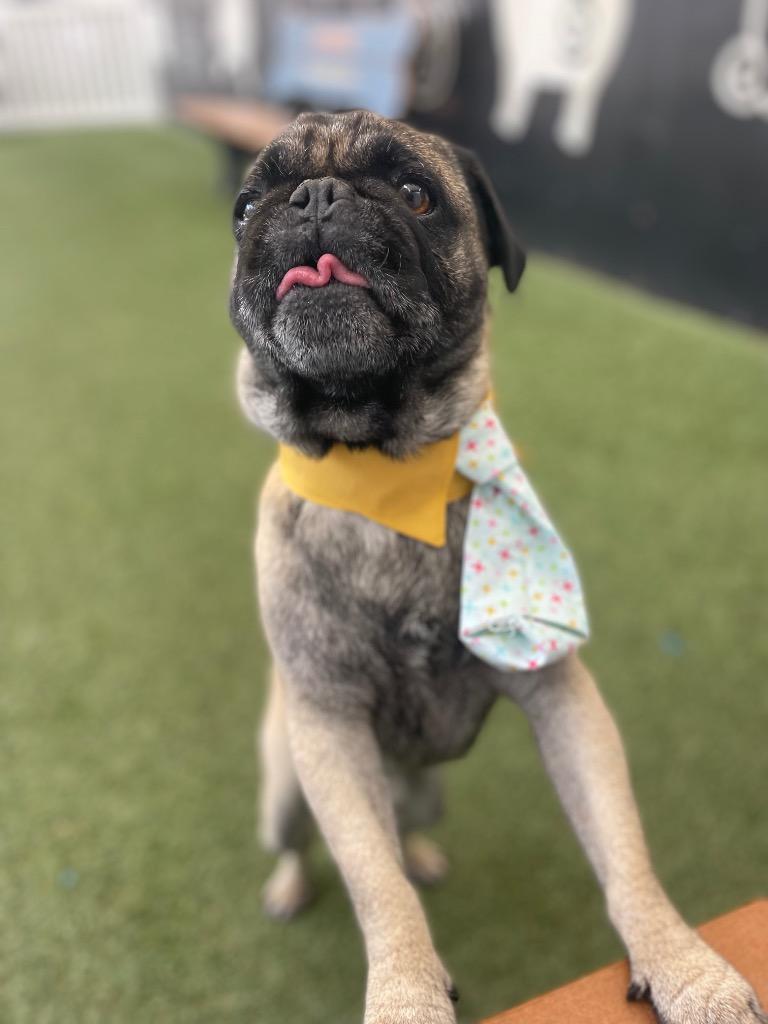 Enlarge Candy Cane, a Adoptable Pug in Gardena, CA image 4/6