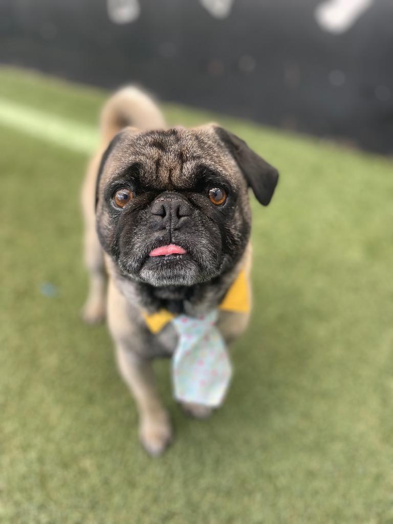 Enlarge Candy Cane, a Adoptable Pug in Gardena, CA image 5/6