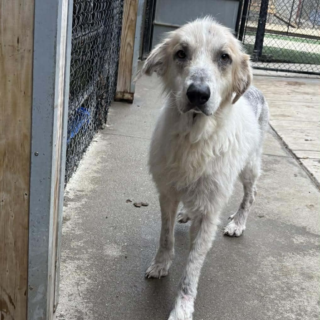 Enlarge Deirdre, a ADOPTABLE mixed breed in Richmond, KY image 2/3