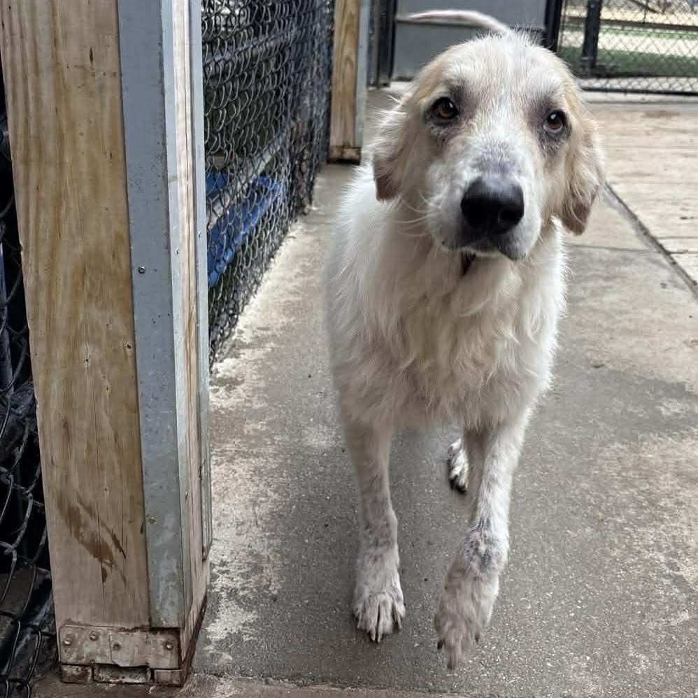 Enlarge Deirdre, a ADOPTABLE mixed breed in Richmond, KY image 1/3