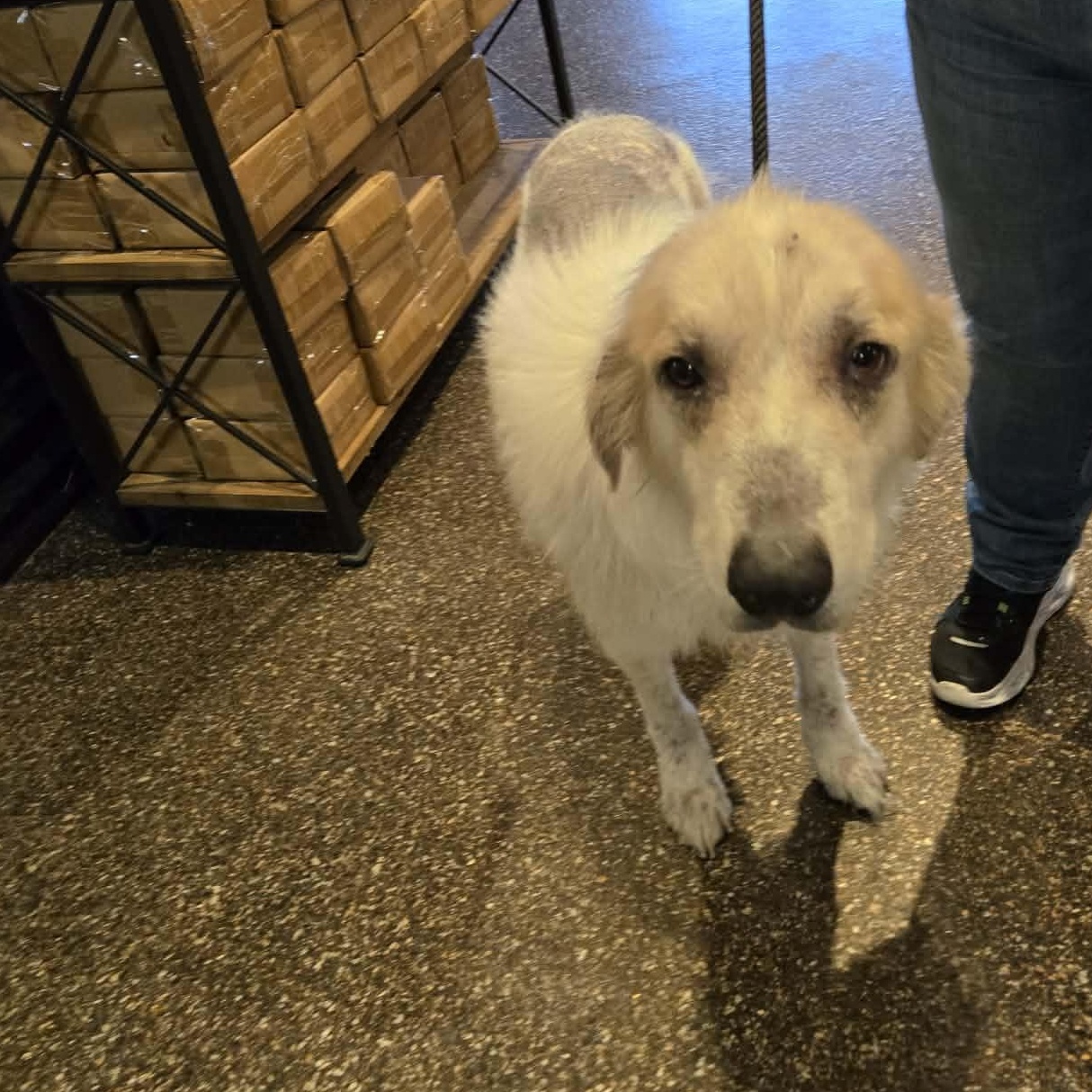 Enlarge Deirdre, a ADOPTABLE mixed breed in Richmond, KY image 3/3