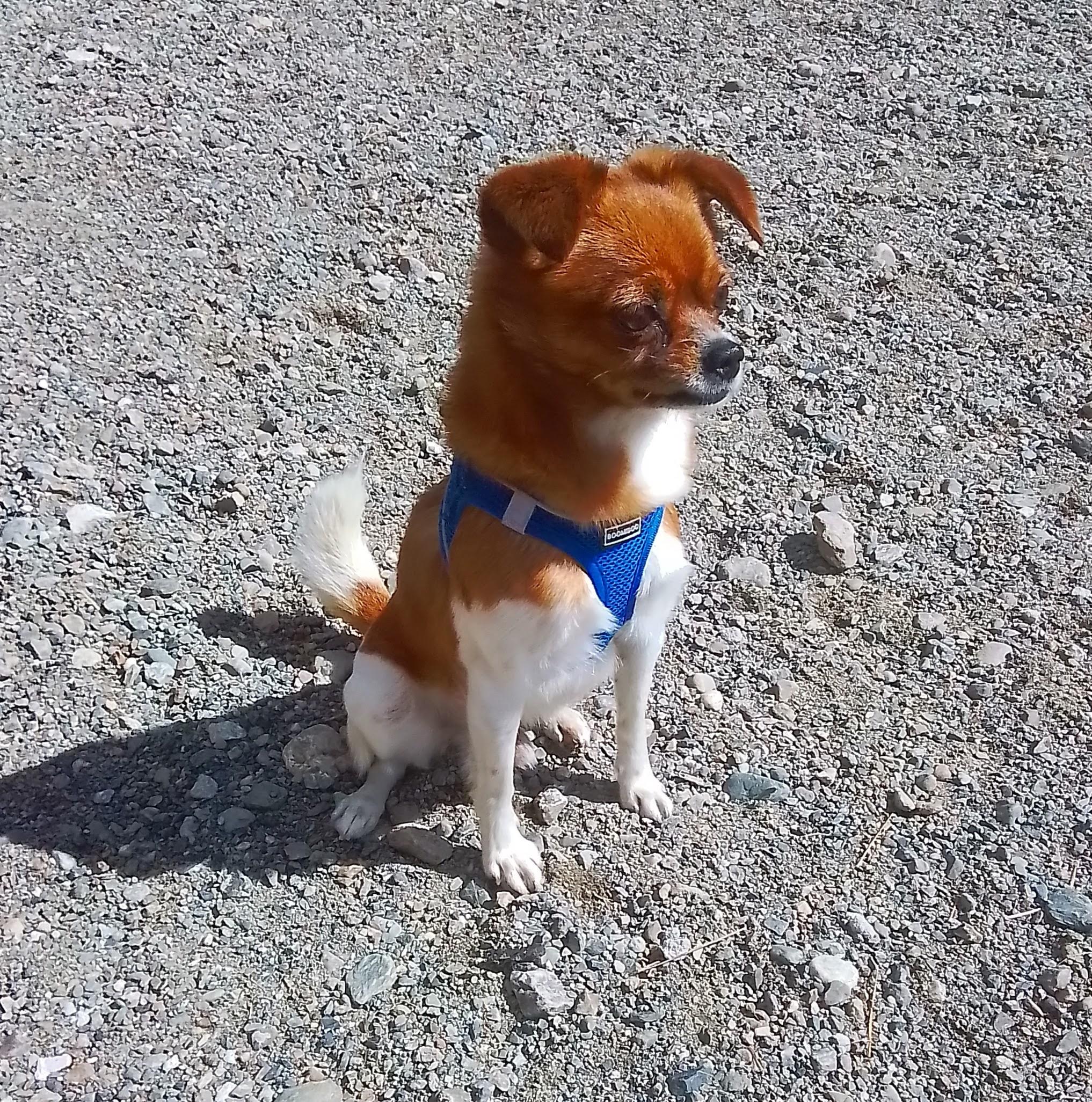 Casey, a Adoptable mixed breed in Olympia, WA image 3/4