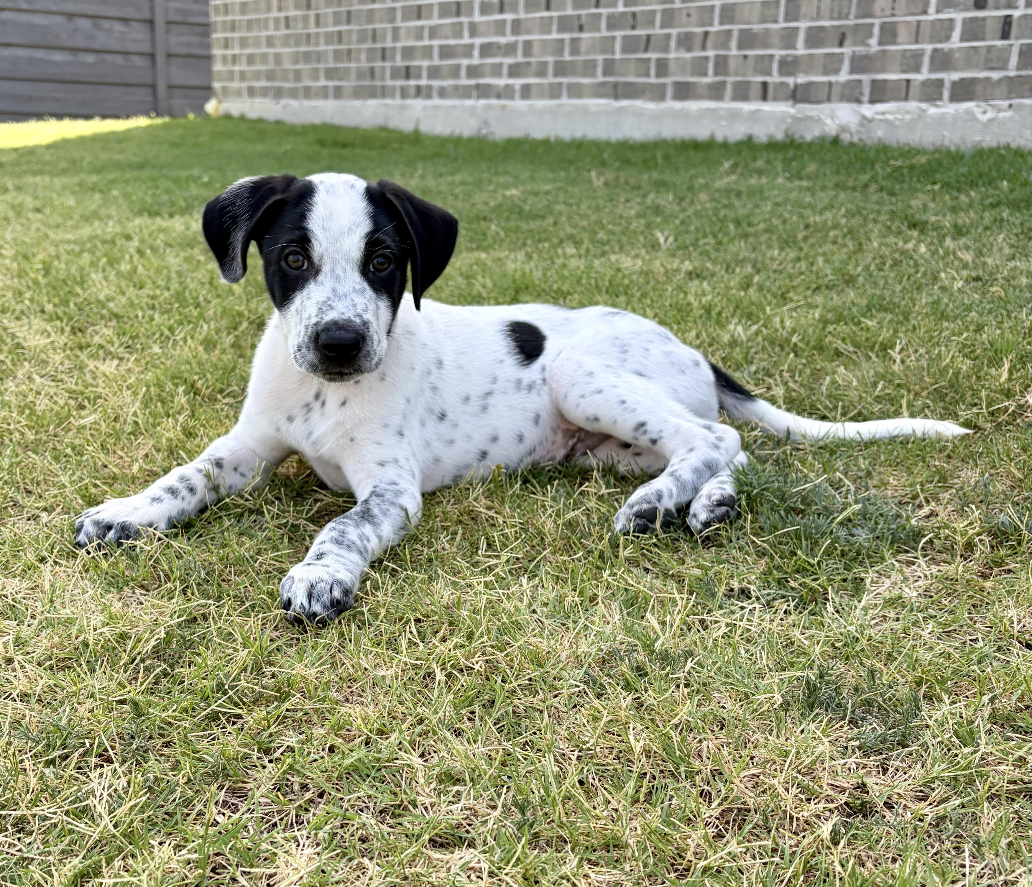 Avery, an adopted mixed breed in Coppell, TX image 4/6
