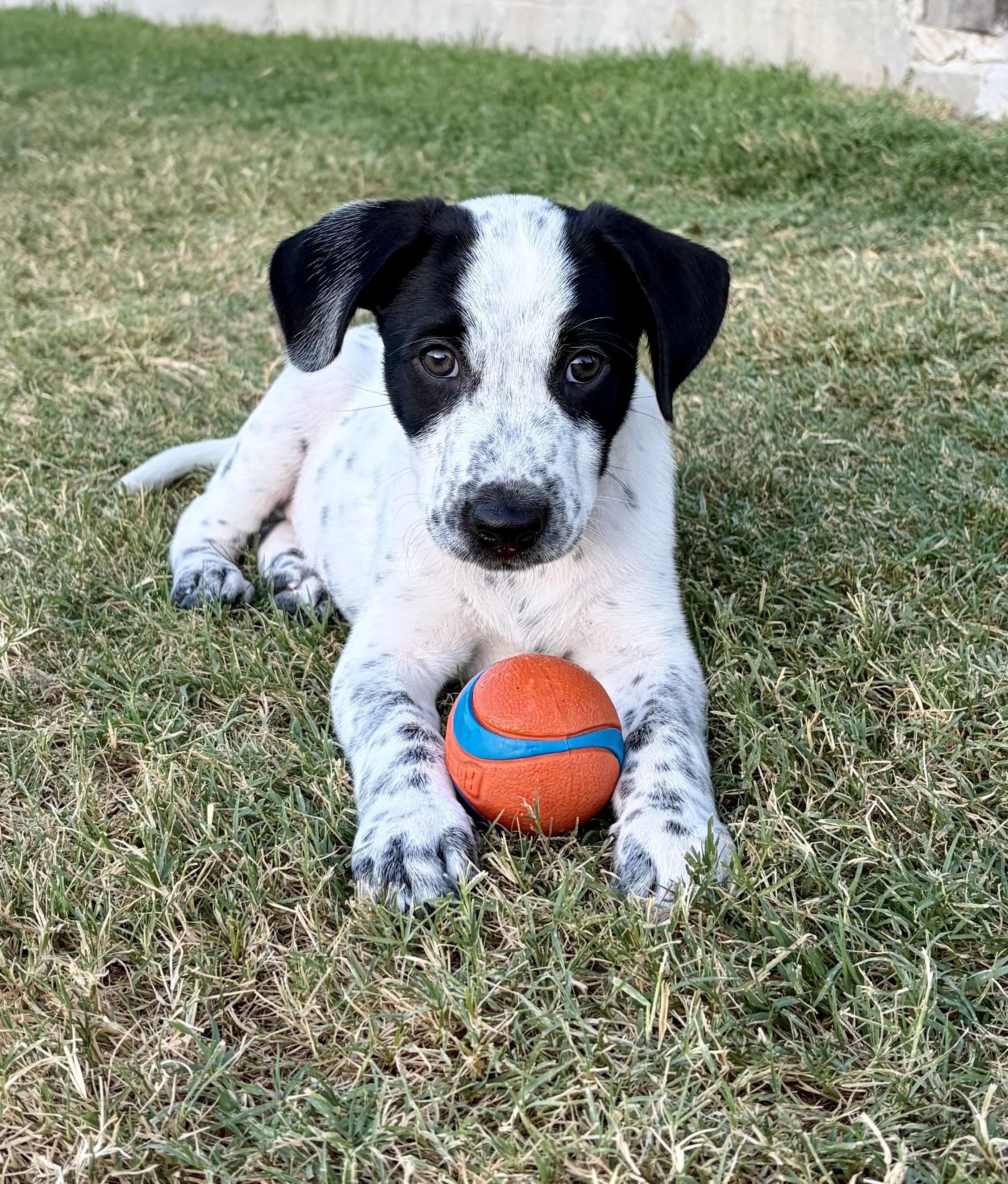 Avery, adopted, Puppy Male Terrier & German Shorthaired Pointer.