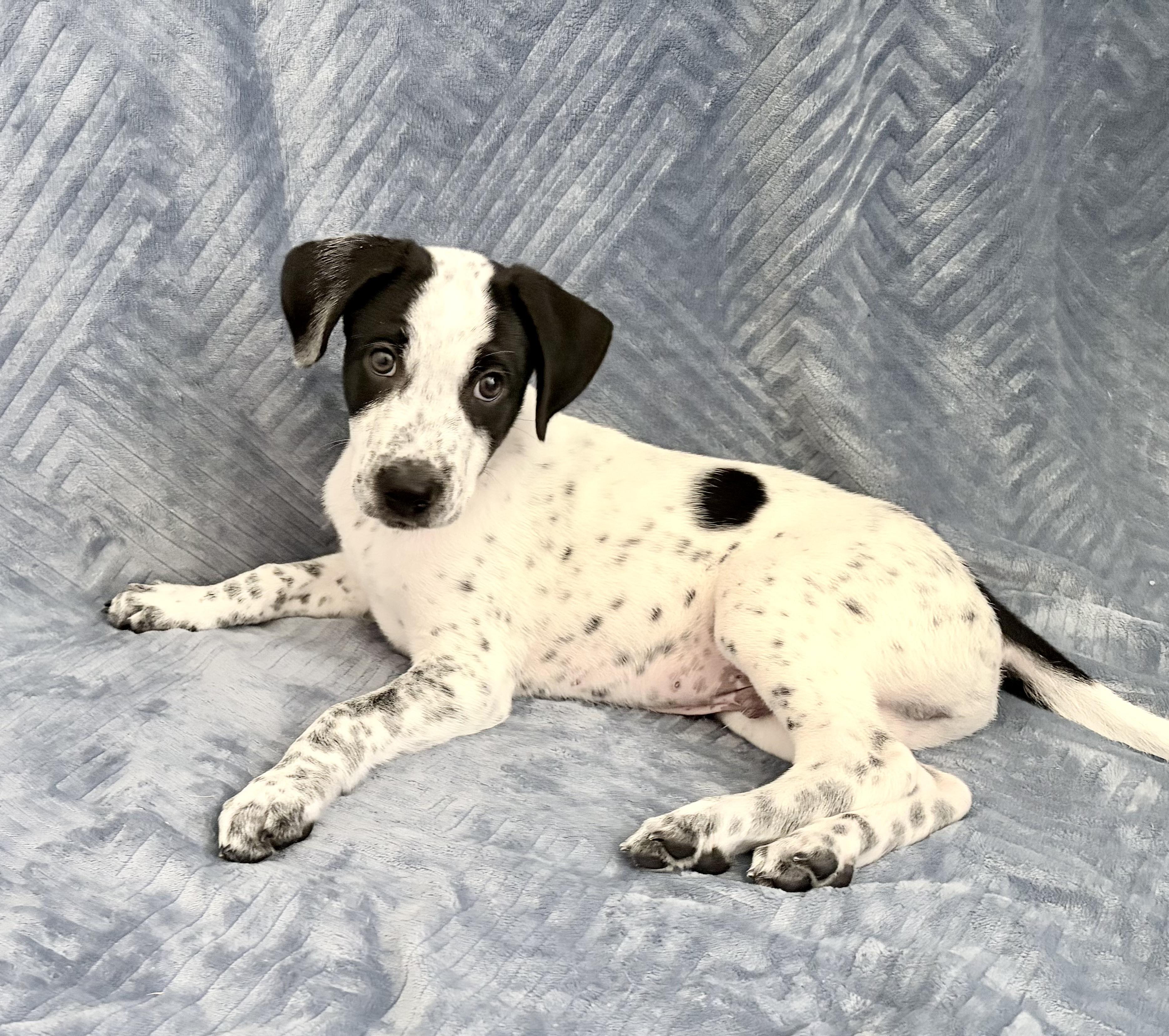 Avery, an adopted mixed breed in Coppell, TX image 3/6