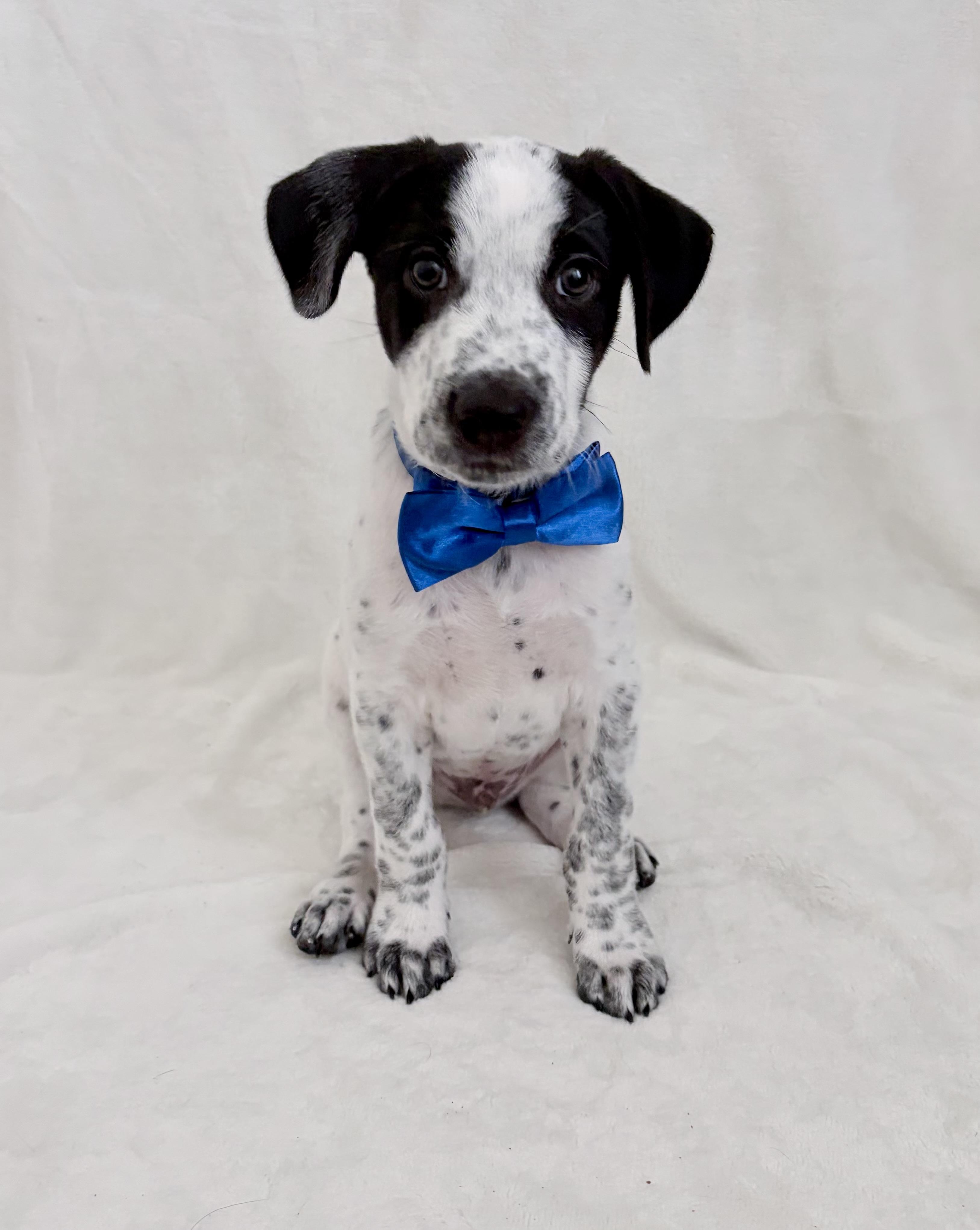 Avery, an adopted mixed breed in Coppell, TX image 5/6