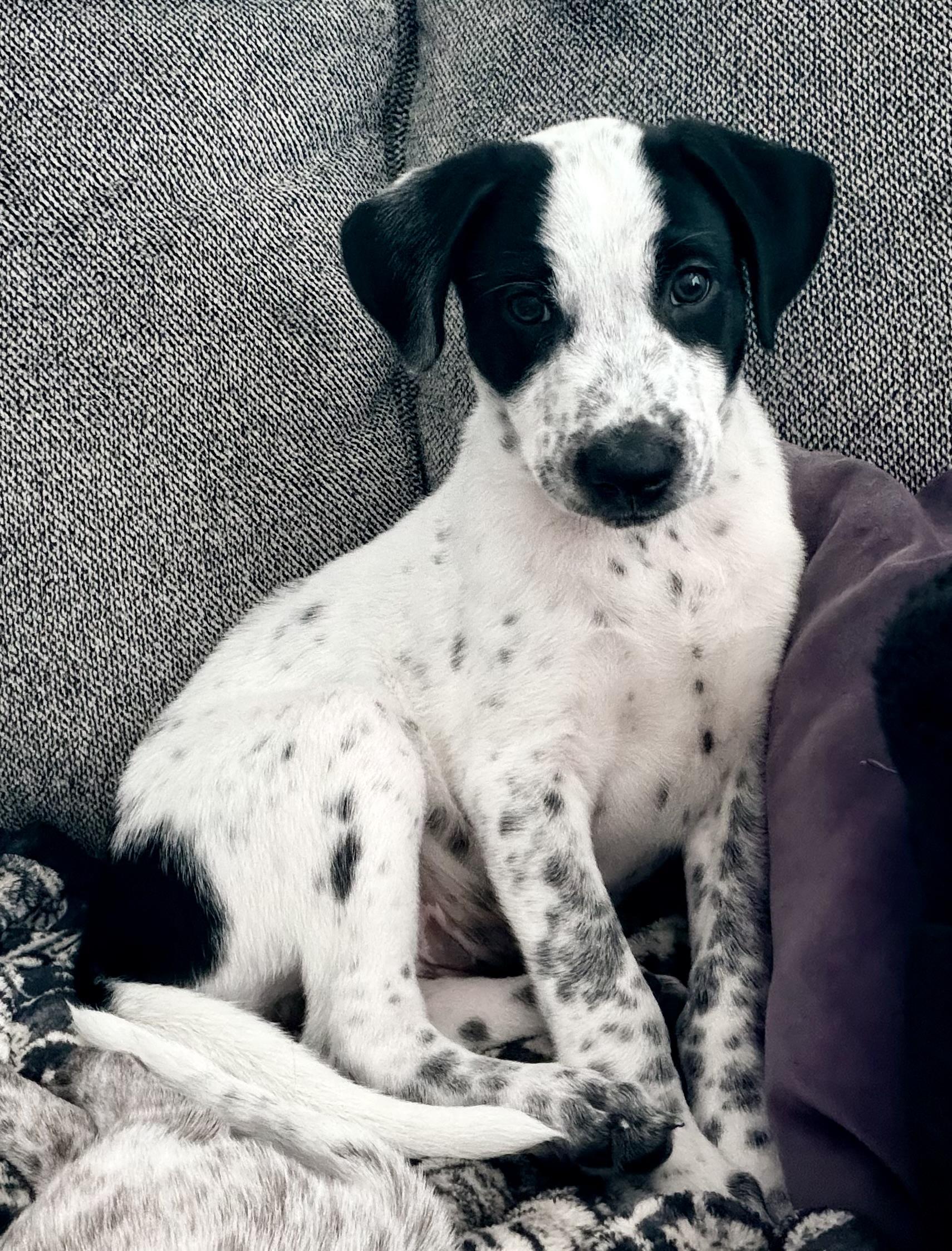 Avery, an adopted mixed breed in Coppell, TX image 2/6