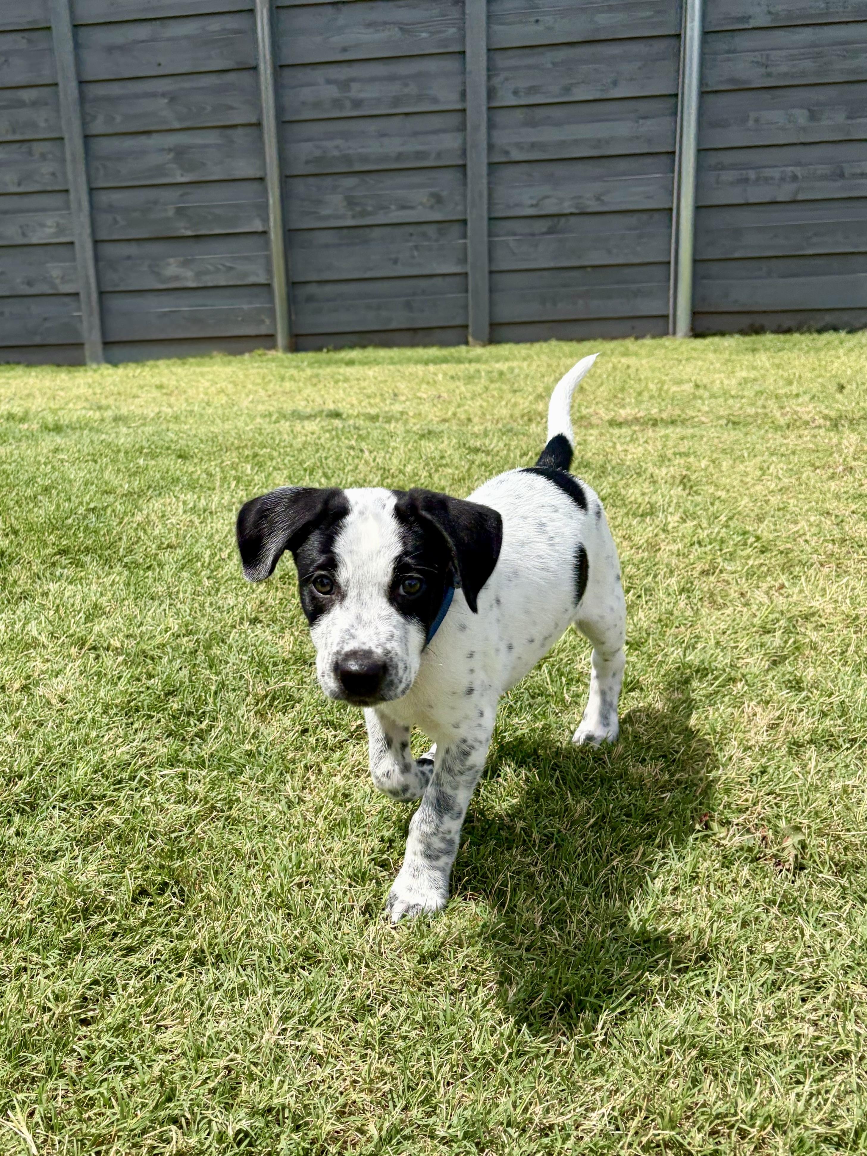 Avery, an adopted mixed breed in Coppell, TX image 6/6