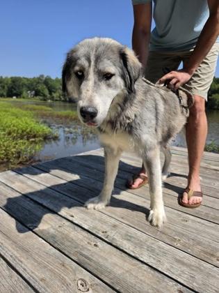Enlarge Georgia, a Adoptable mixed breed in Atlanta, GA image 2/2