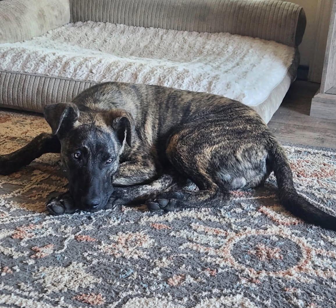 Charlie, a ADOPTABLE mixed breed in Grants Pass, OR image 2/2