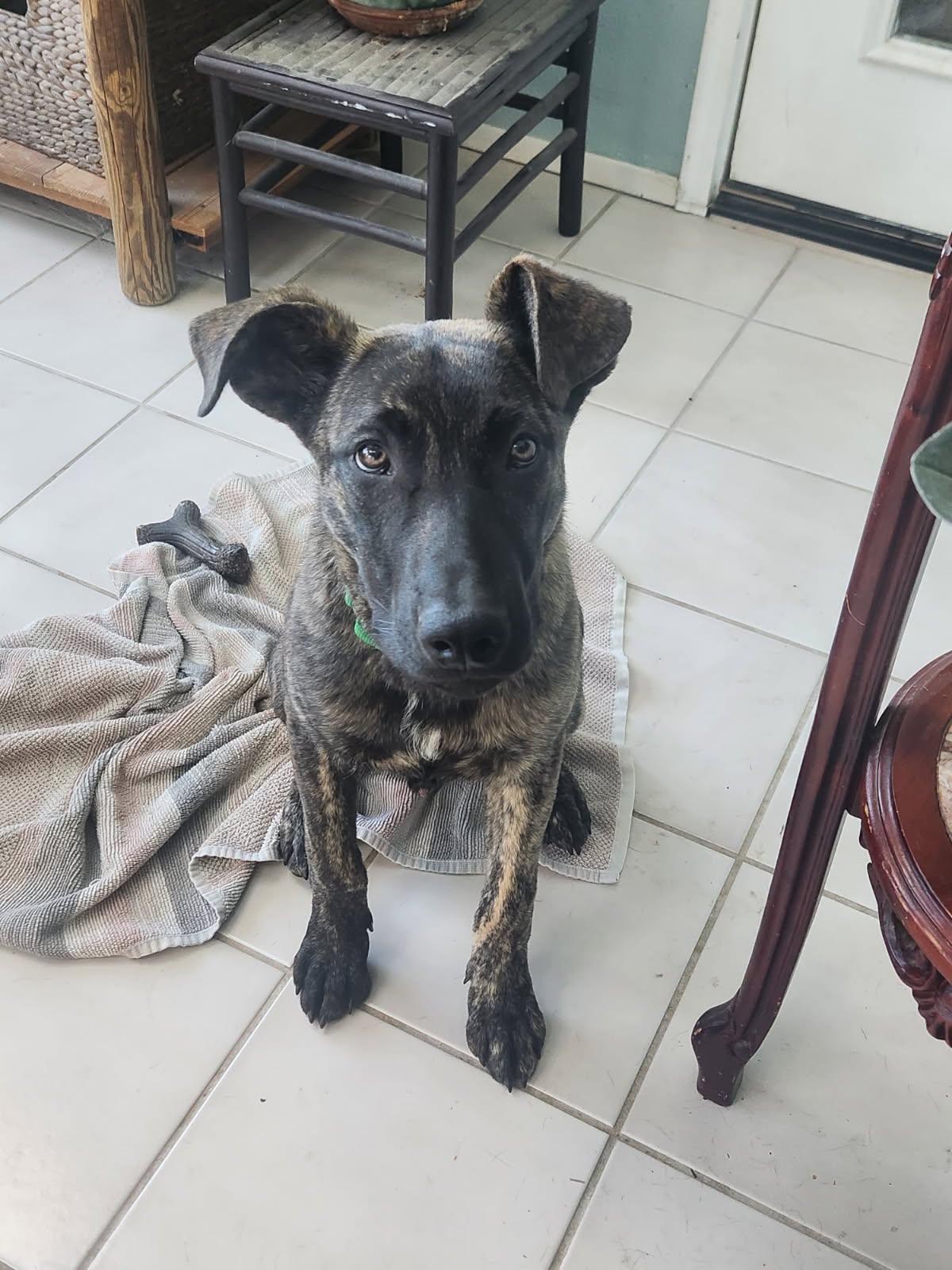 Charlie, a ADOPTABLE mixed breed in Grants Pass, OR image 1/2