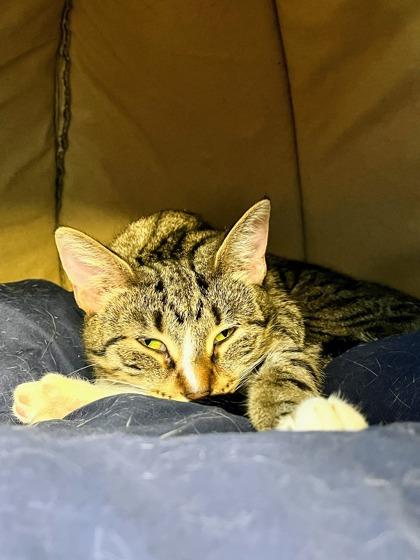 Lockness, Adoptable, Adult Female Domestic Short Hair & Domestic Short Hair.