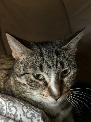 Lockness, Adoptable, Adult Female Domestic Short Hair & Domestic Short Hair.