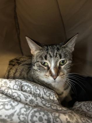 Enlarge Lockness, a Adoptable Domestic Short Hair in Jamestown, NY image 2/2