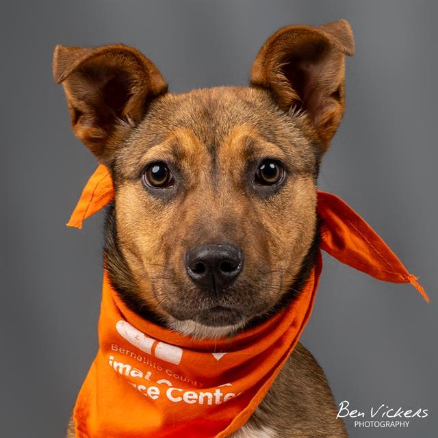 THUMPER, Adoptable, Young Female German Shepherd Dog & Mixed Breed.