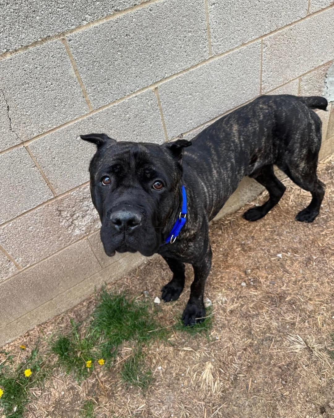 Theo, a ADOPTABLE Cane Corso in Youngstown, OH image 4/5