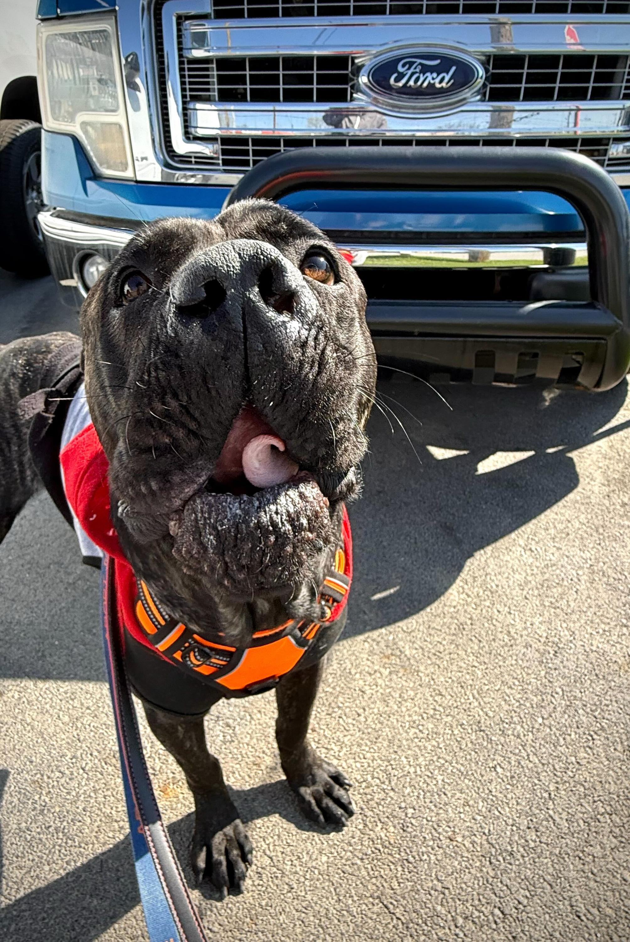 Theo, a ADOPTABLE Cane Corso in Youngstown, OH image 5/5
