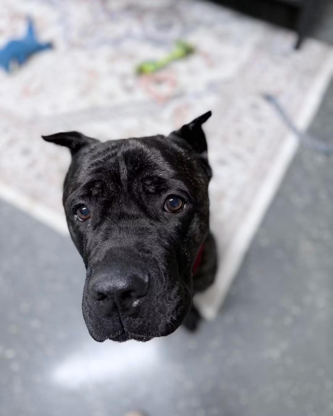 Theo, adopted, Young Male Cane Corso.