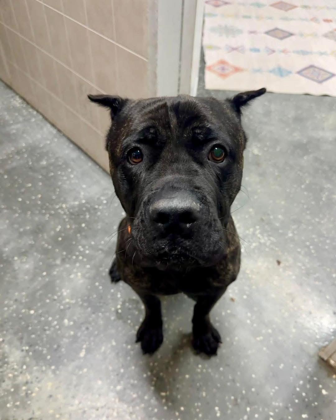 Theo, ADOPTABLE, Young Male Cane Corso.