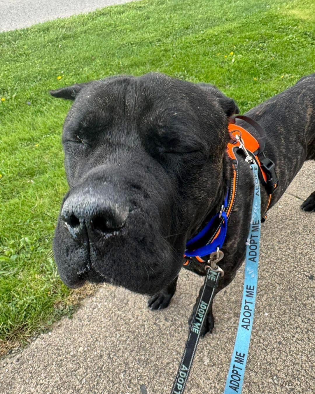 Theo, a ADOPTABLE Cane Corso in Youngstown, OH image 3/5