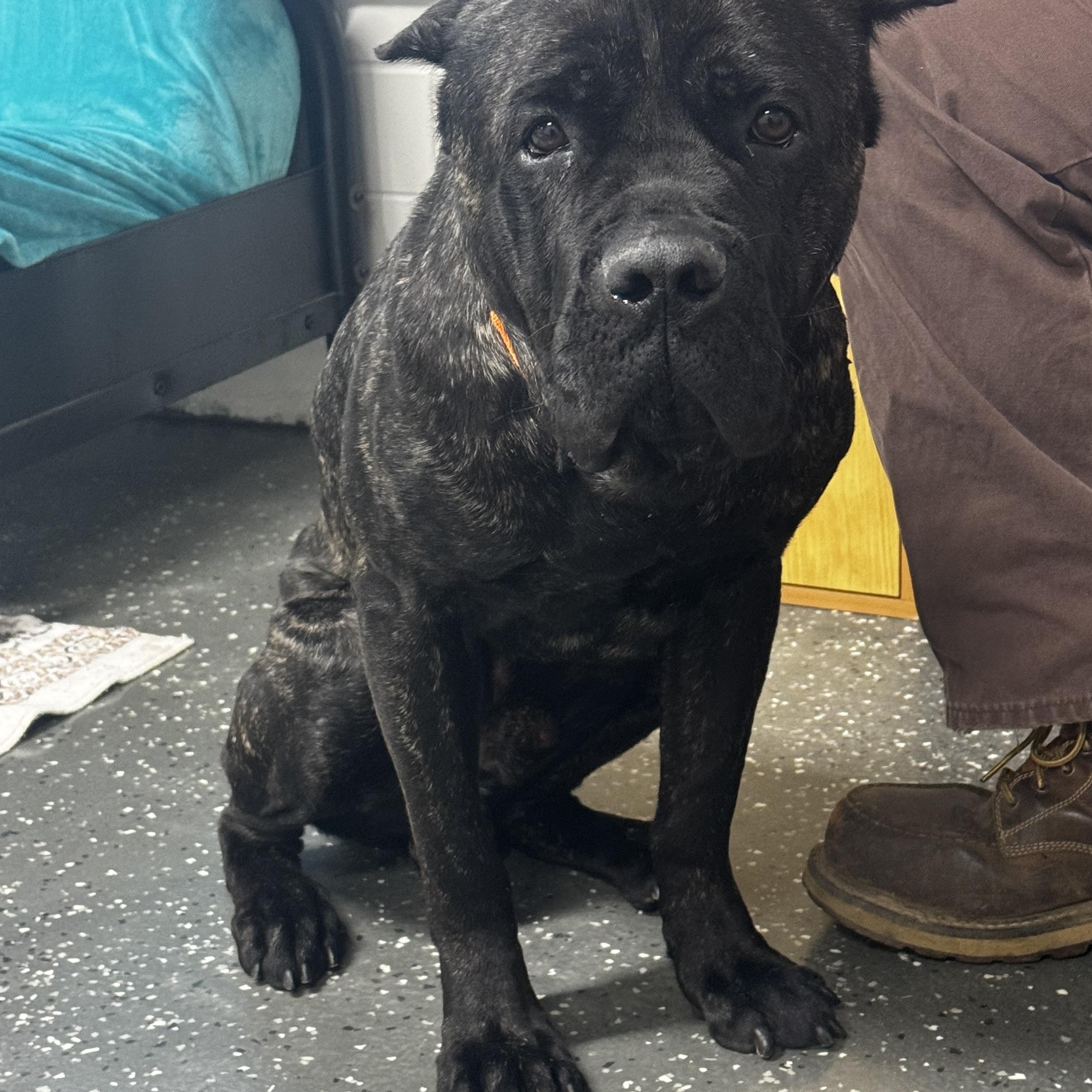 Theo, a ADOPTABLE Cane Corso in Youngstown, OH image 2/5