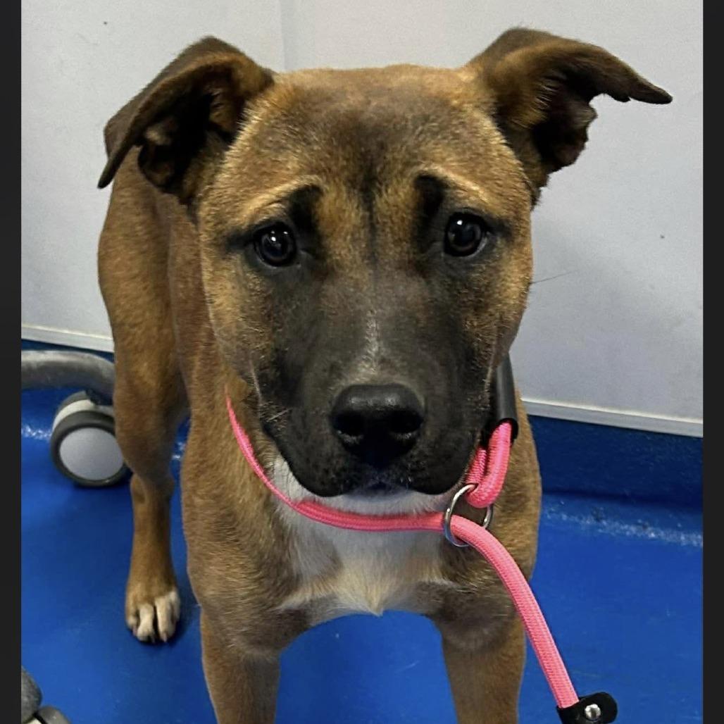 Enlarge Fern, a ADOPTABLE Mixed Breed in Medford, NY image 3/6