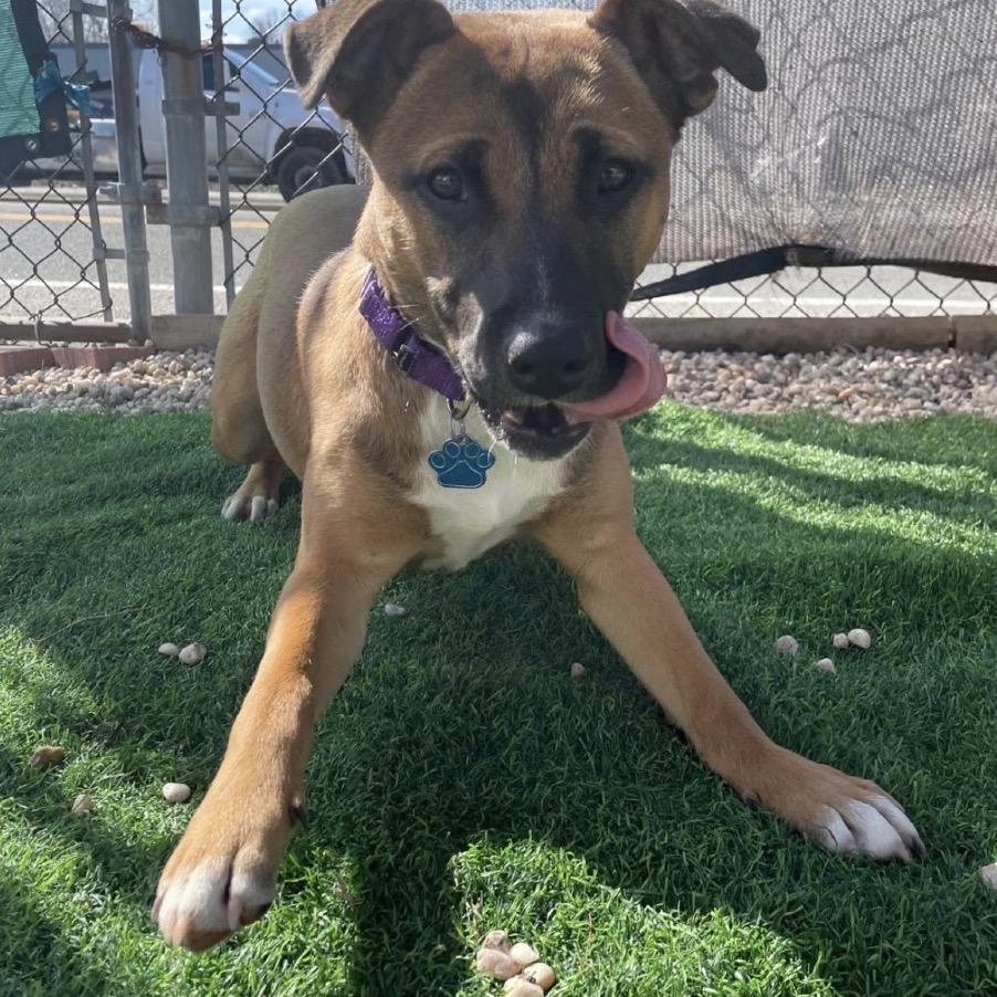 Enlarge Fern, a ADOPTABLE Mixed Breed in Medford, NY image 2/6