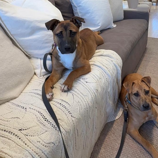 Enlarge Fern, a ADOPTABLE Mixed Breed in Medford, NY image 6/6