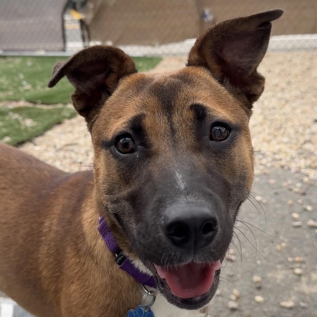 Enlarge Fern, a ADOPTABLE Mixed Breed in Medford, NY image 4/6