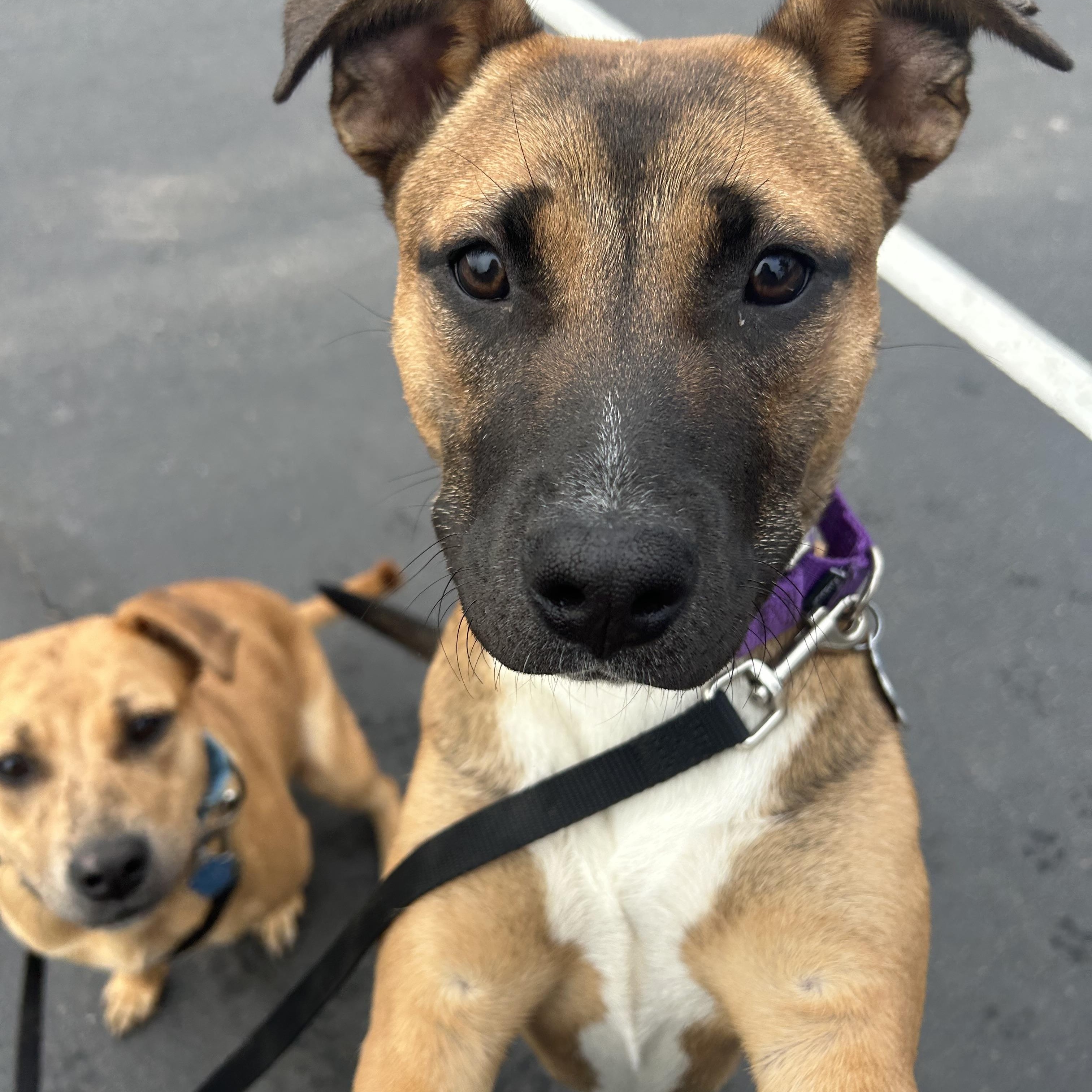 Fern, ADOPTABLE, Puppy Female Mixed Breed.