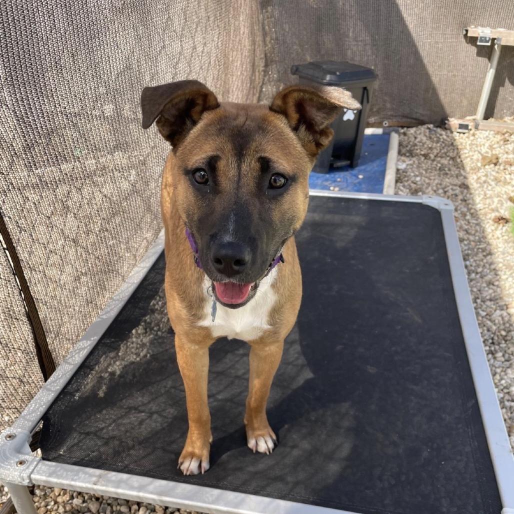 Enlarge Fern, a ADOPTABLE Mixed Breed in Medford, NY image 5/6