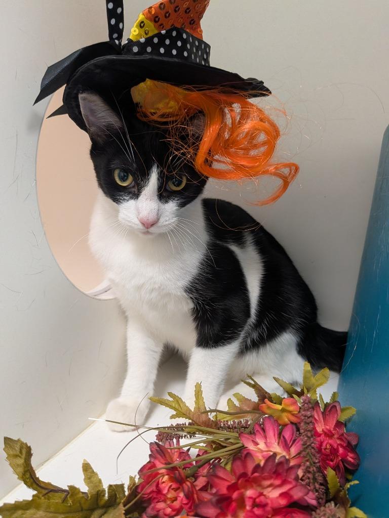Stinky, Adoptable, Young Male Domestic Short Hair.