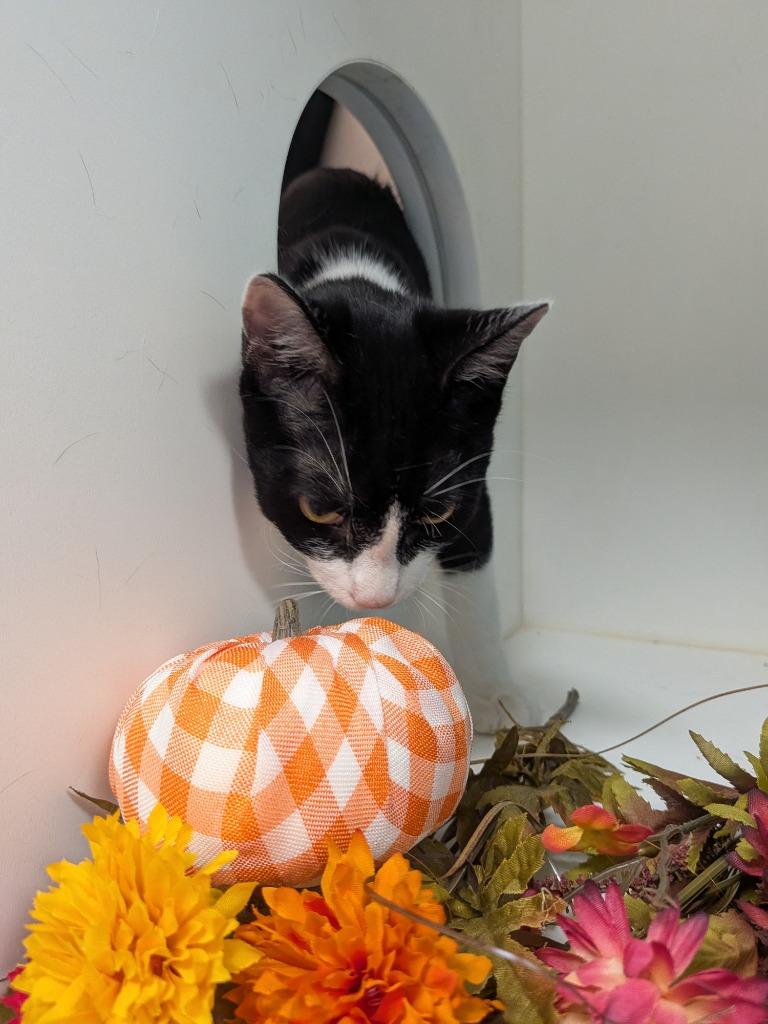 Enlarge Stinky, a Adoptable mixed breed in Bryant, AR image 2/6