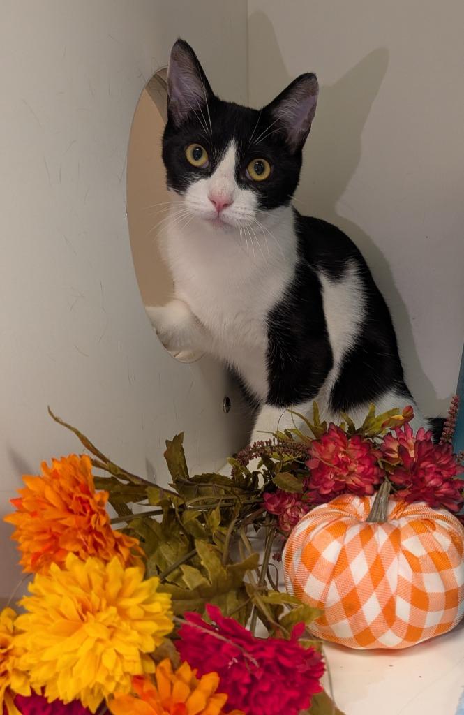 Enlarge Stinky, a Adoptable mixed breed in Bryant, AR image 3/6