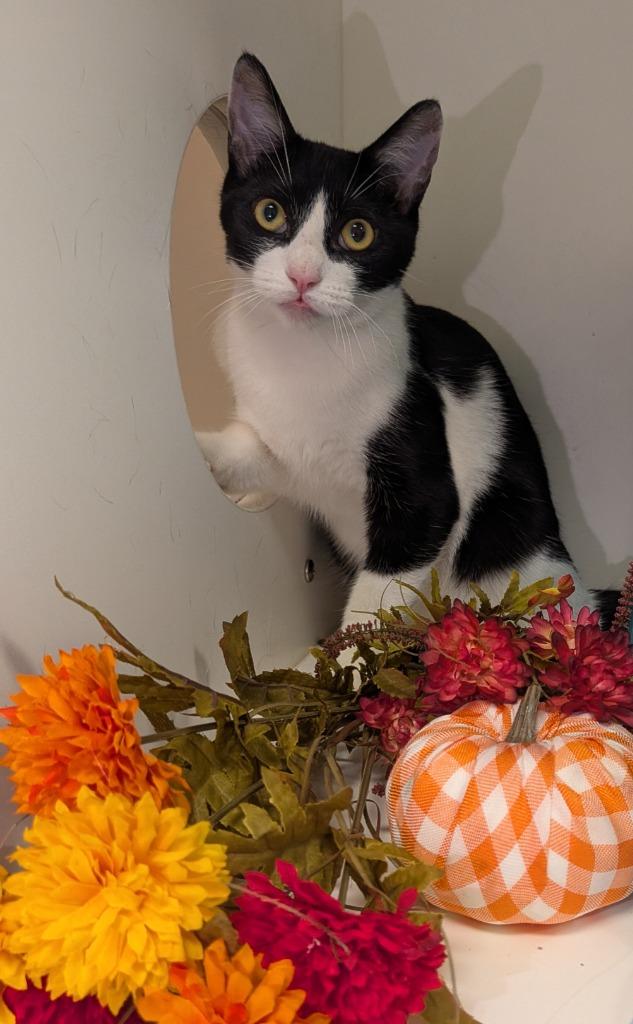 Enlarge Stinky, a Adoptable mixed breed in Bryant, AR image 4/6