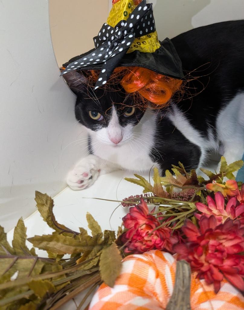 Enlarge Stinky, a Adoptable mixed breed in Bryant, AR image 5/6