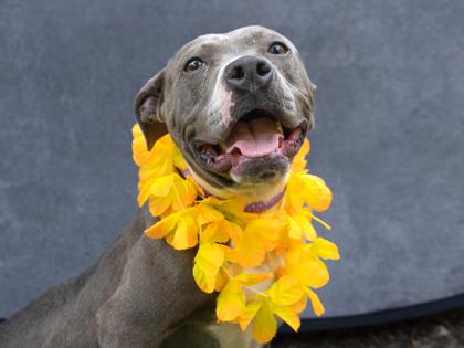 Mahala — thumbnail 2