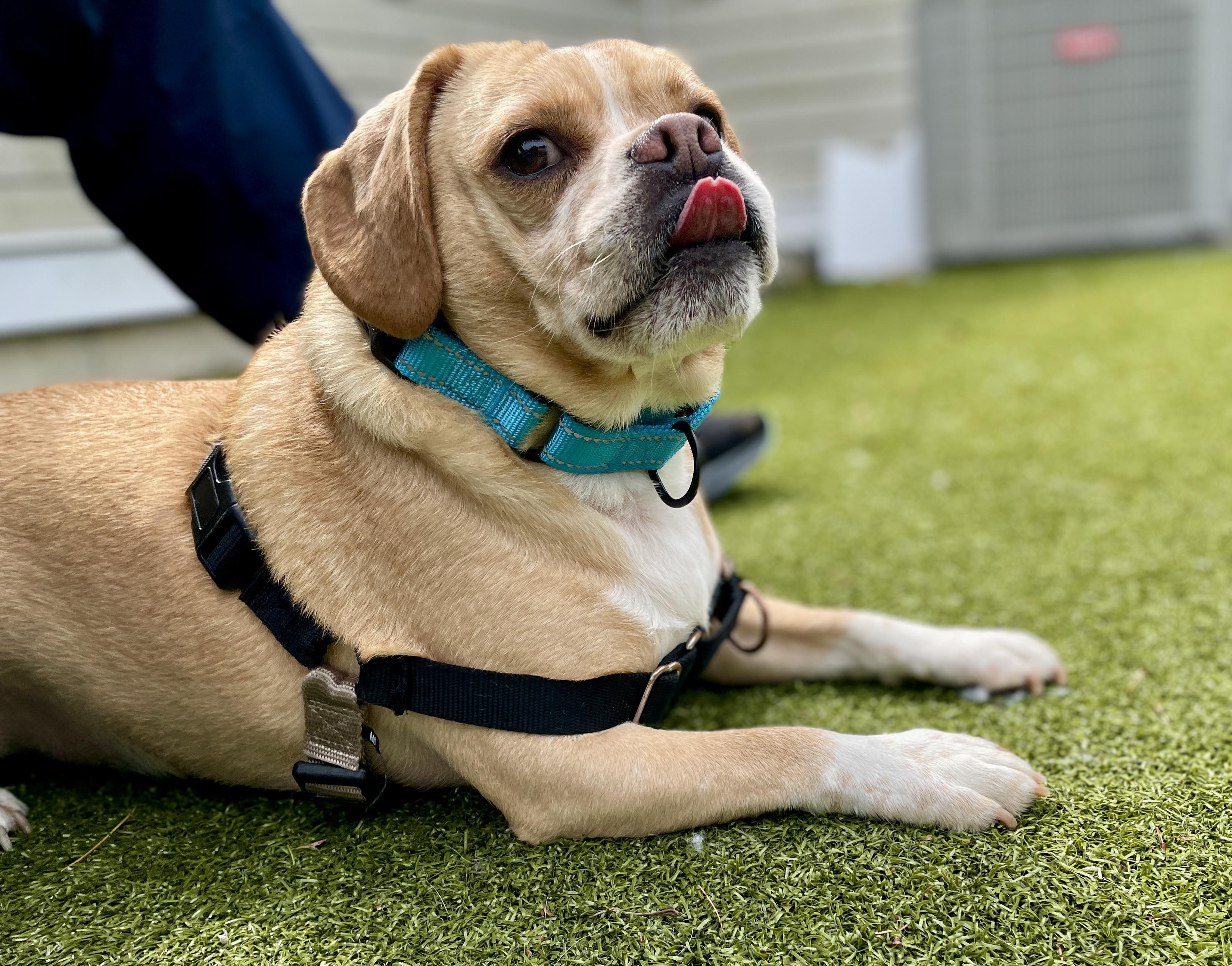 Enlarge Winston, an adopted mixed breed in Scituate, MA image 2/3