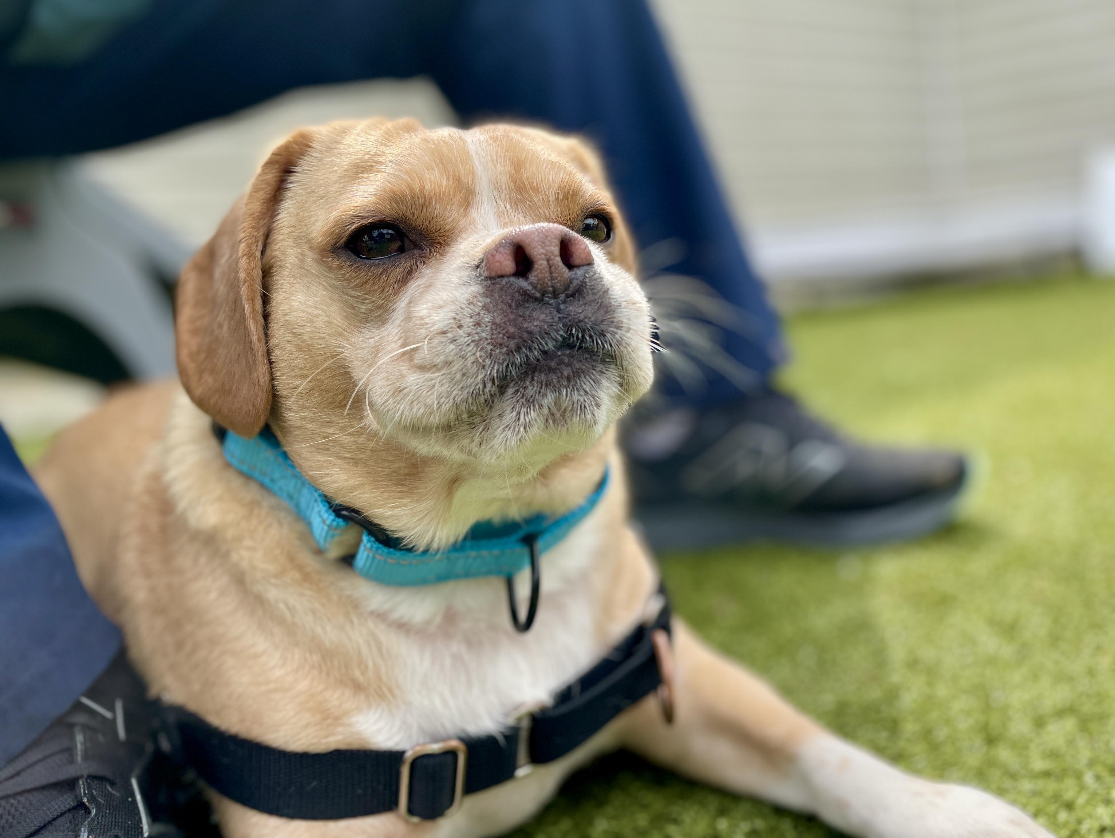 Enlarge Winston, an adopted mixed breed in Scituate, MA image 1/3