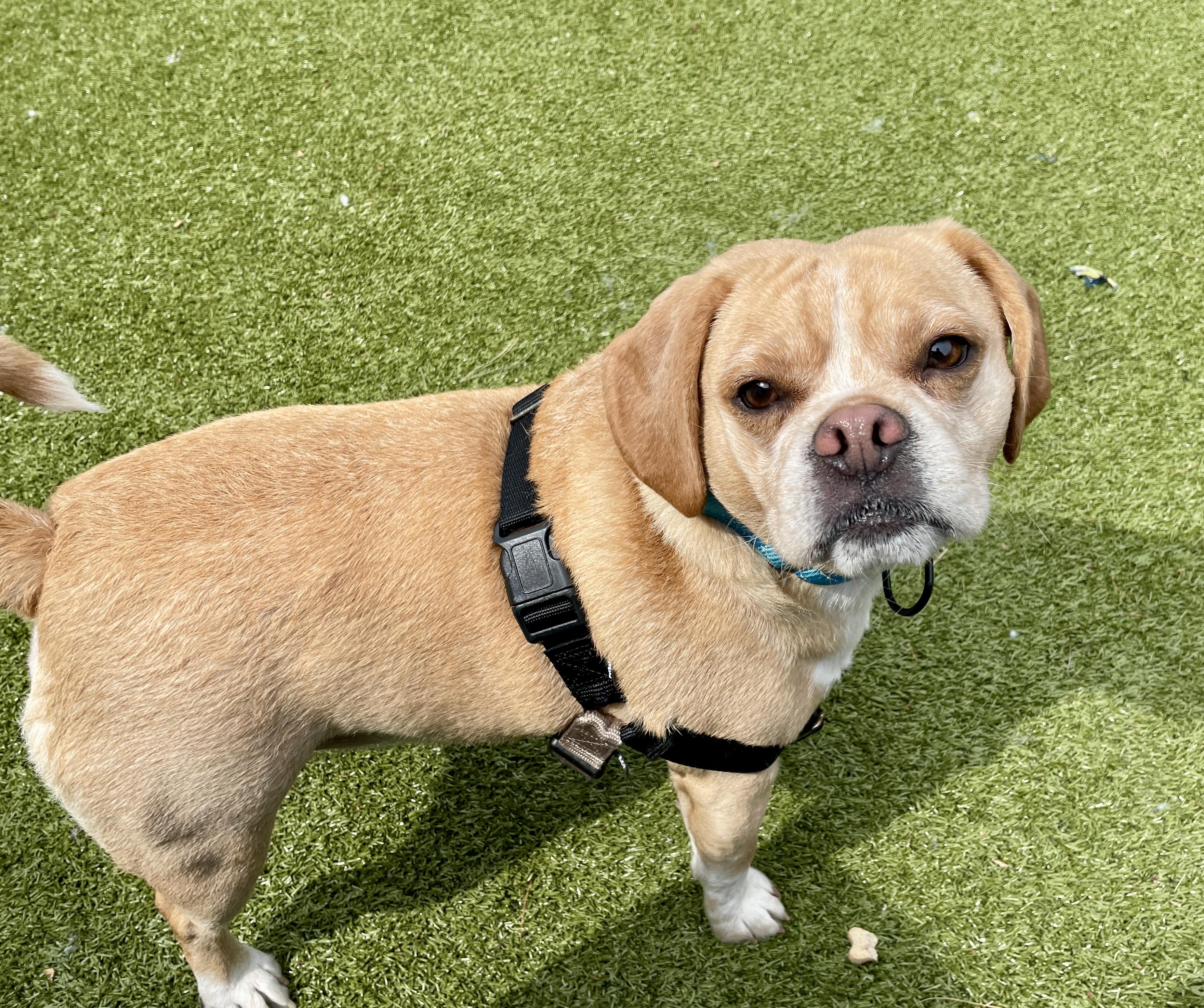 Enlarge Winston, an adopted mixed breed in Scituate, MA image 3/3