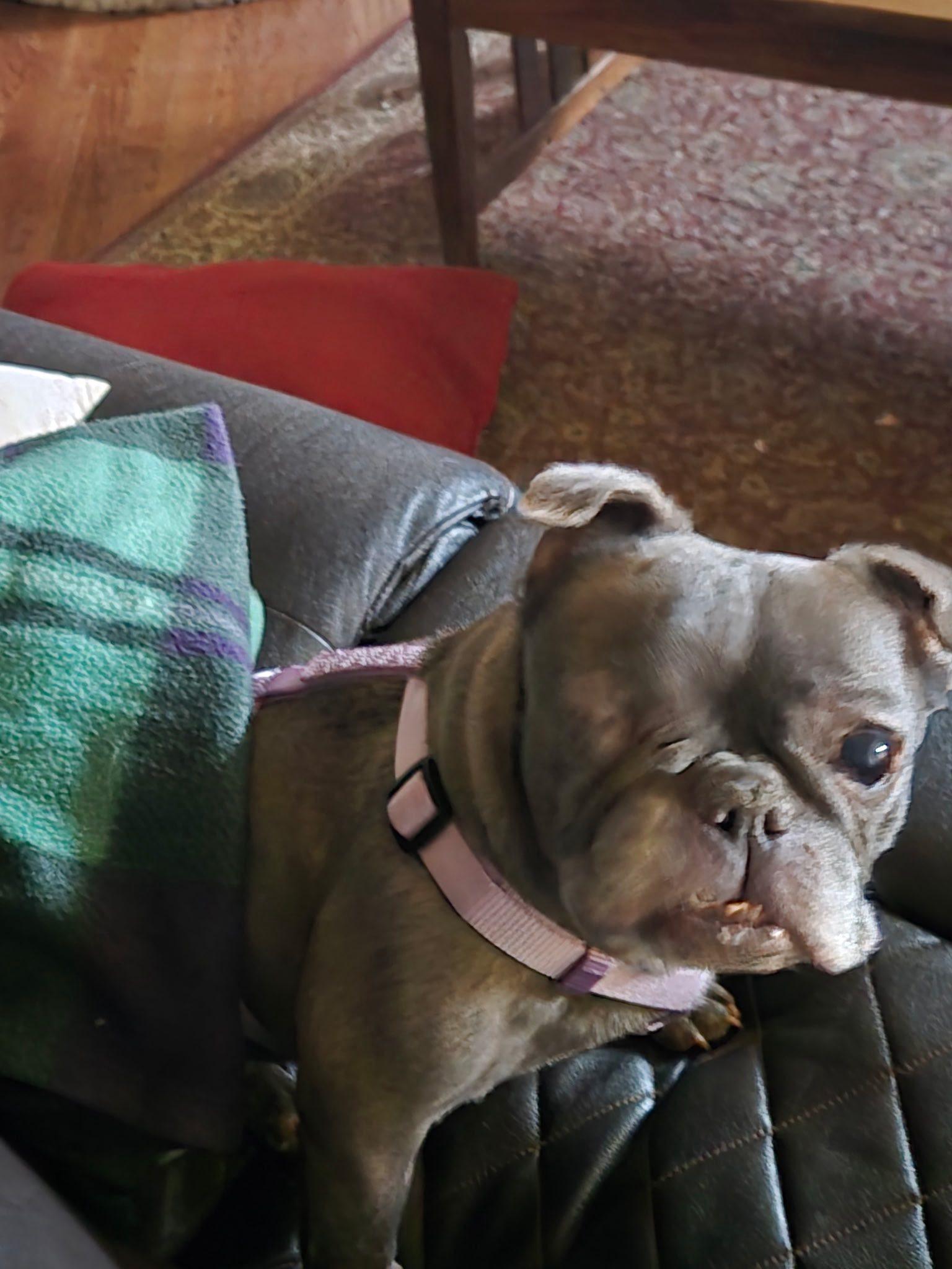 Chunky , ADOPTABLE, Adult Female French Bulldog & Pug.