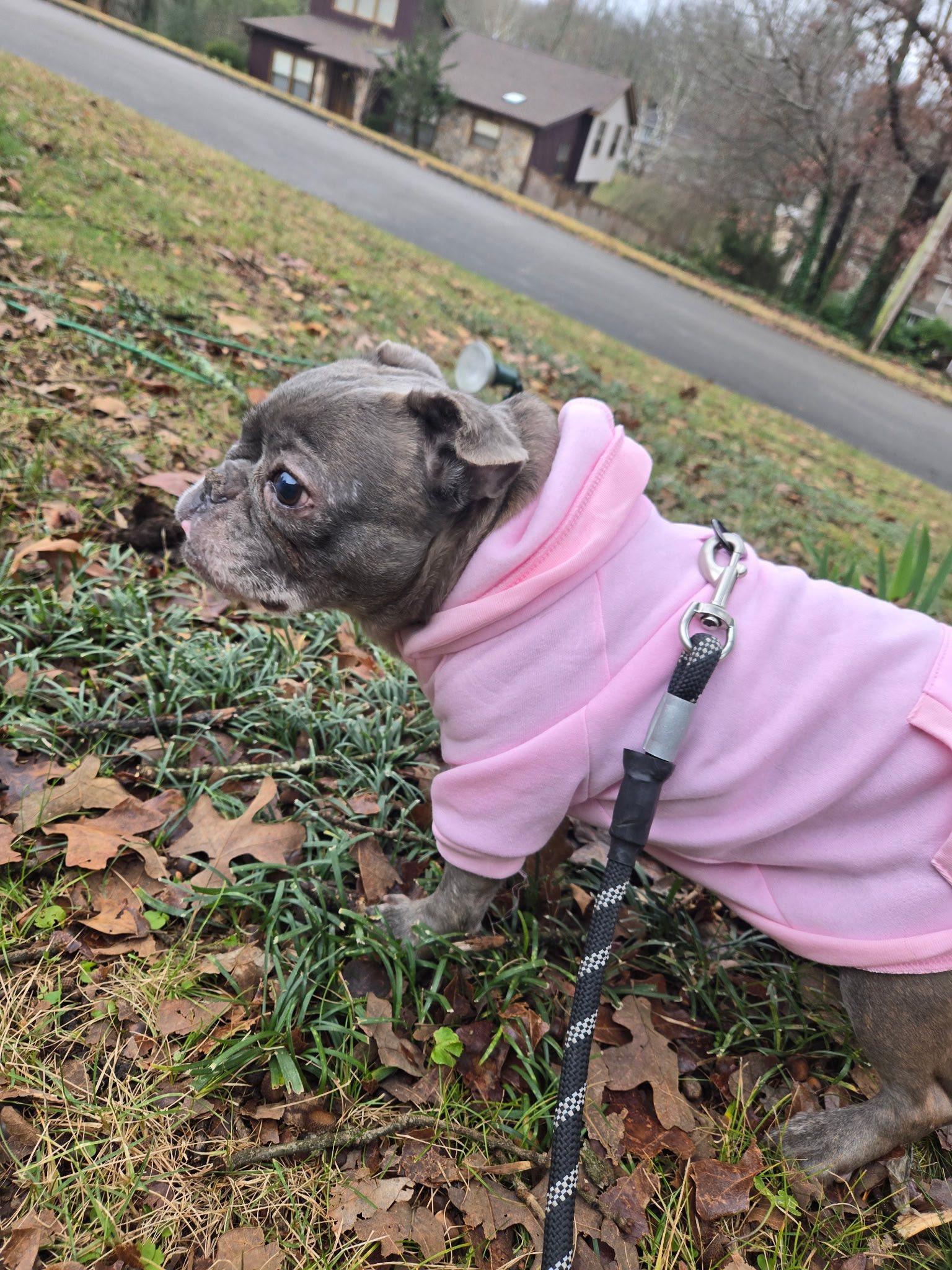 Chunky , a ADOPTABLE mixed breed in Chattanooga, TN image 2/4